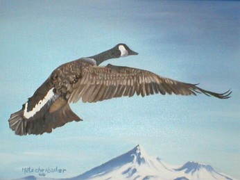 Canadian Goose