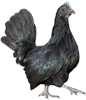 Black Hen