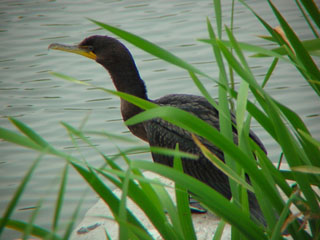 cormorant