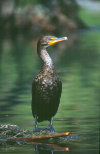 Cormorant