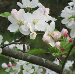 Crab Apple