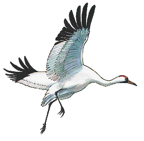 Crane