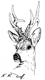 Stag