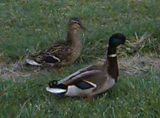 Ducks