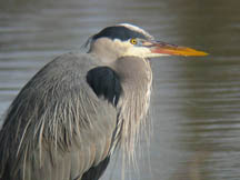 great blue heron