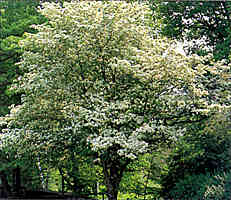 Hawthorn