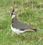 Lapwing