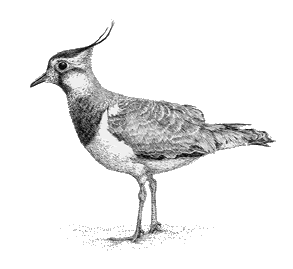 Lapwing