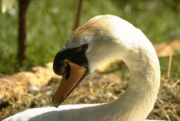 Mute Swan