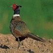 Pheasant