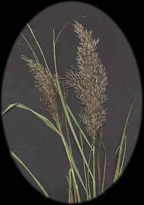 Reed