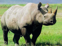 Rhinoseros