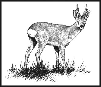 Roebuck