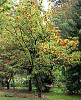 Rowan Tree