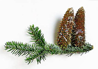 Silver Fir