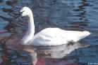 Whistling Swan