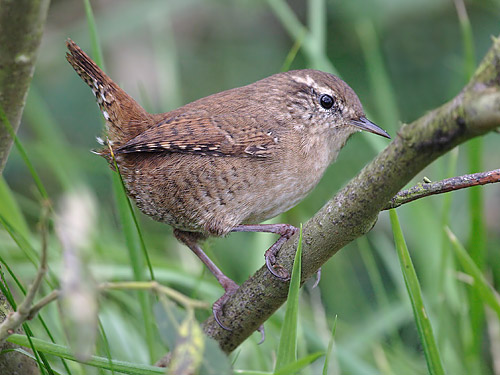 Wren