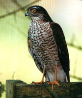Sparrow Hawk